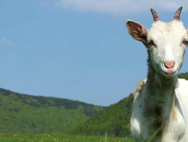 3 Nutritional Disorders to Consider When Feeding Goats