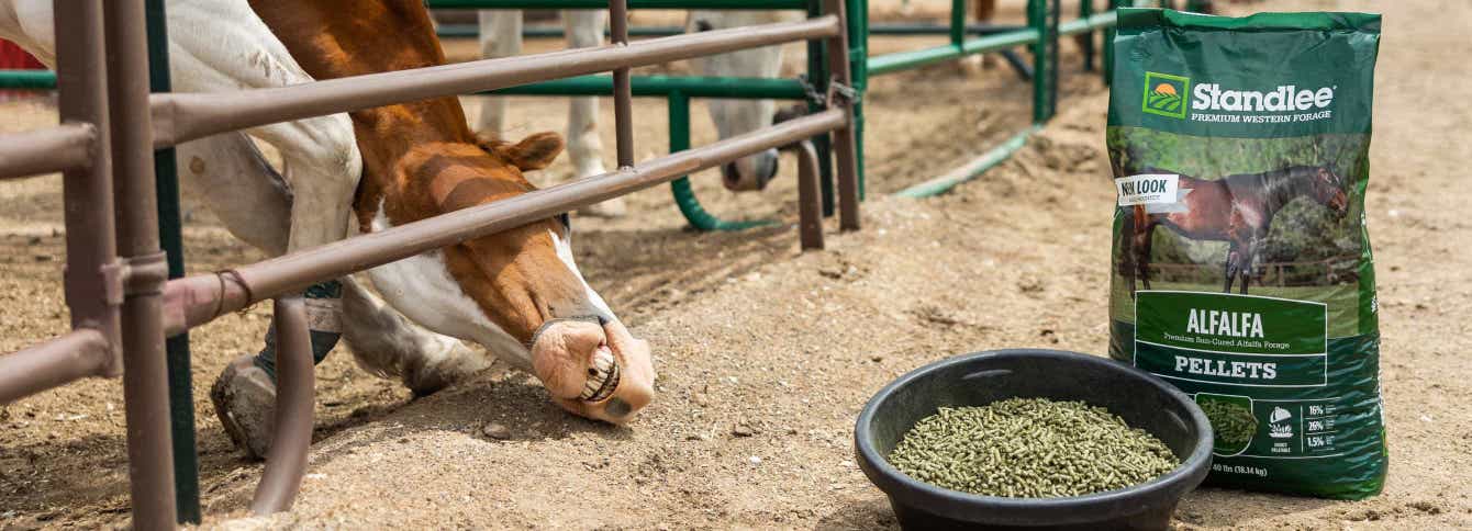 The Ultimate Guide to Feeding Forage Pellets to Horses.