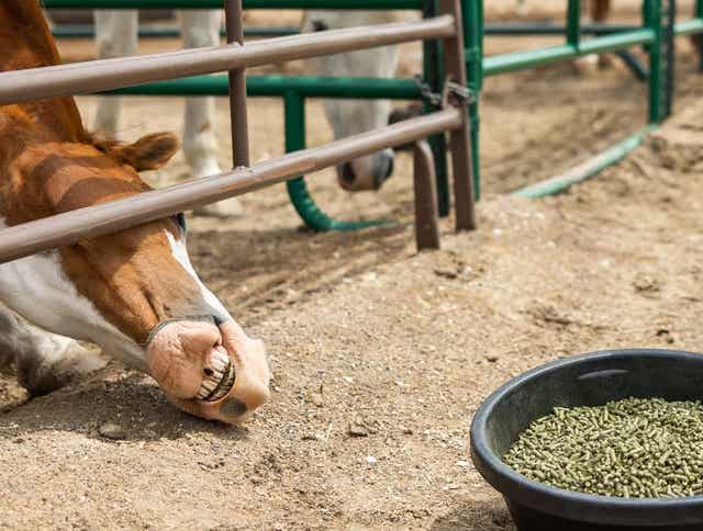 Feeding Hay Pellets for Horses: Nutritious and Convenient