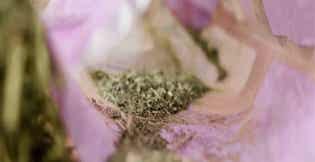 Forage Fines Explained: What's Really at the Bottom of Your Hay Bag?