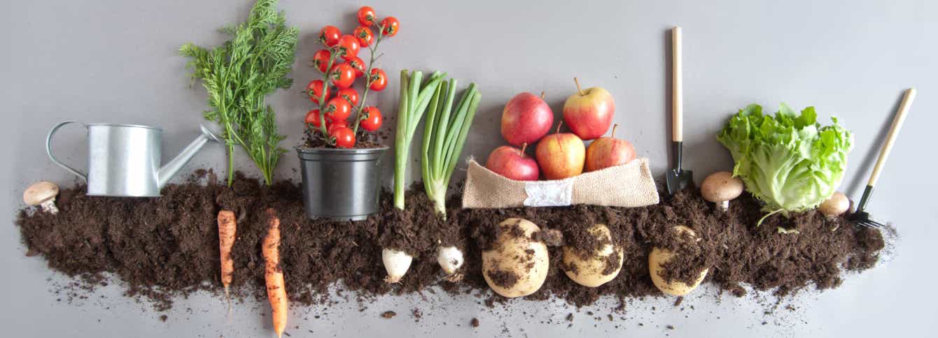Why Use Alfalfa in Your Garden as a Natural Fertilizer Solution?