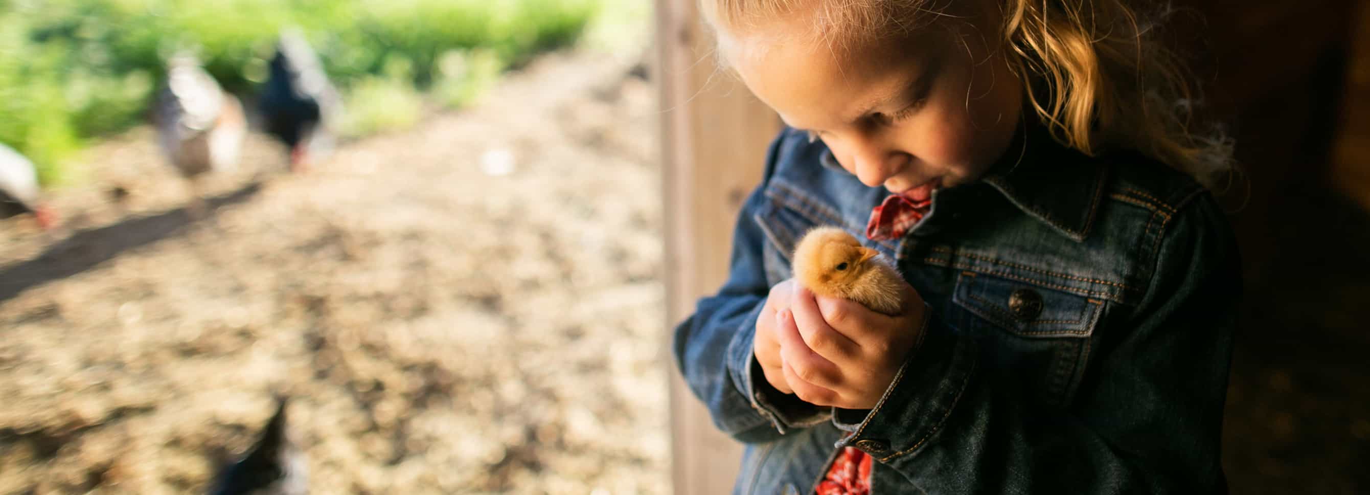 Child holding baby chick.