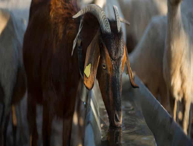 Understanding Goat Dehydration: Causes, Symptoms, and Solutions