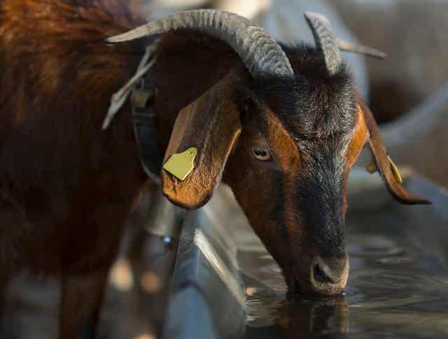 Understanding Goat Dehydration: Causes, Symptoms, and Solutions