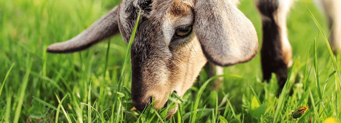 What Do My Goats Need in Their Diet to Be Healthy?