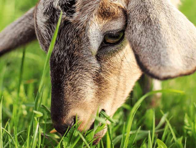 What Do My Goats Need in Their Diet to Be Healthy?