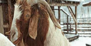 Feeding Goats in Winter: Smart Forage & Nutrition Strategies for Cold Weather