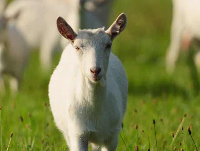 Feeding Goats: What you need to know about forages and winter