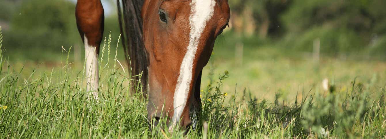 Prevent Overheating in Horses Using Nutrition