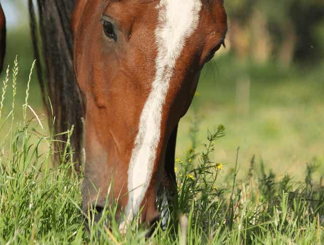 Prevent Overheating in Horses Using Nutrition