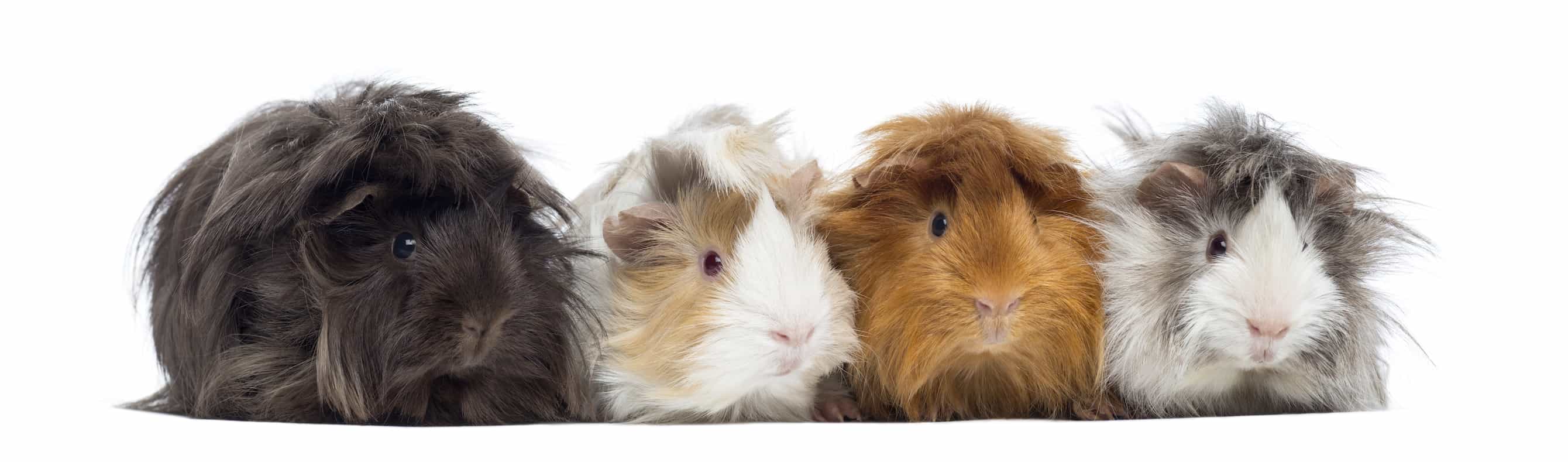 Are guinea 2024 pigs hamsters