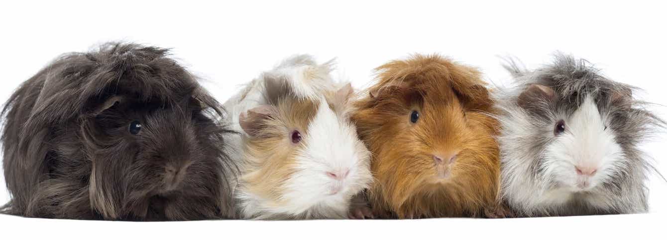 Hamsters, Gerbils, and Guinea Pigs – What’s the Difference?