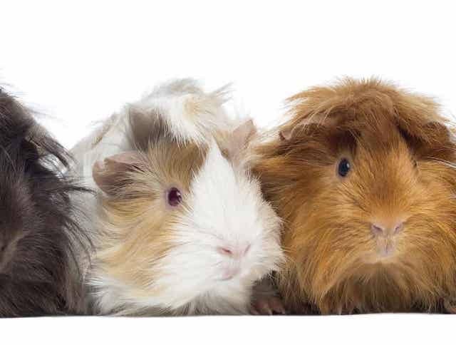 Hamsters, Gerbils, and Guinea Pigs – What’s the Difference?