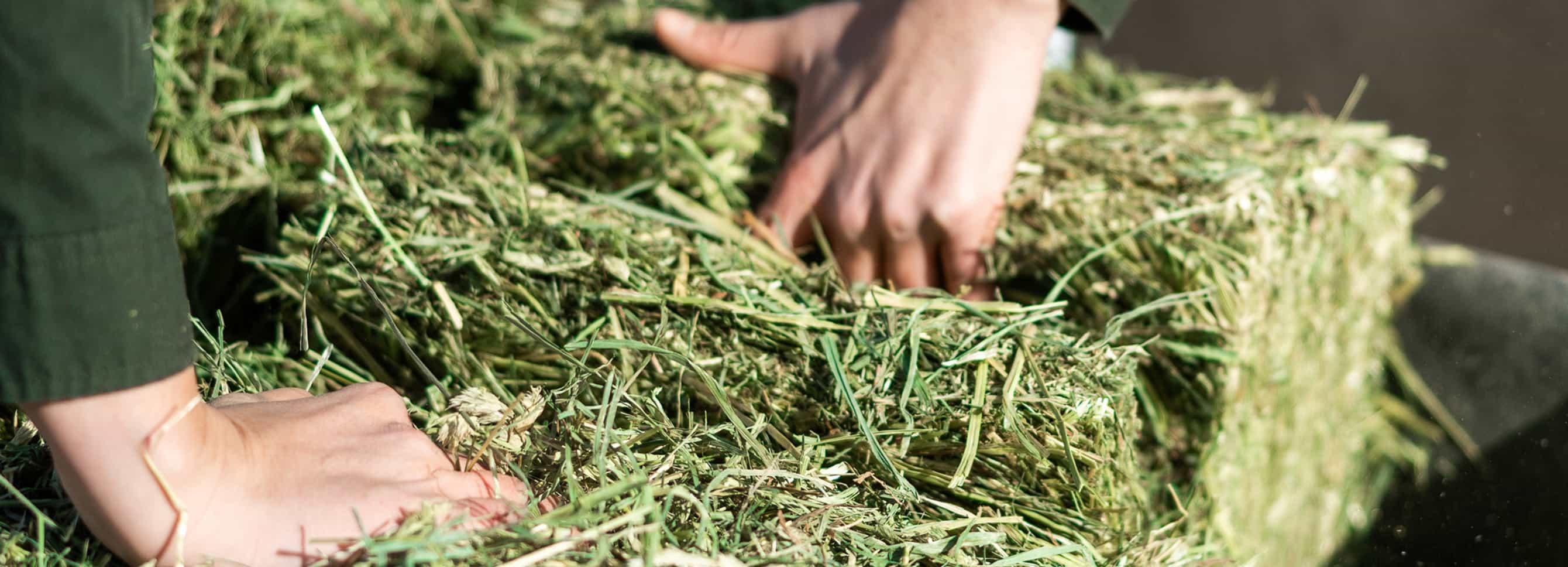 Hands examining compressed forage bale texture and quality.