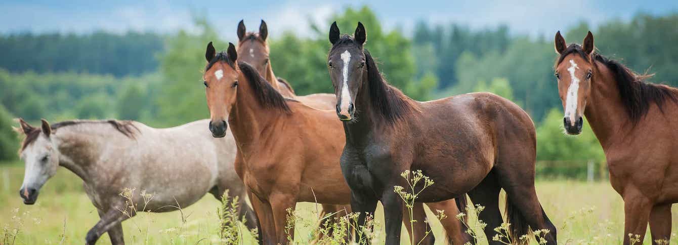 Can You Identify Normal Horse Vital Signs?