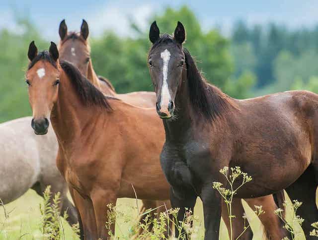 Can You Identify Normal Horse Vital Signs?