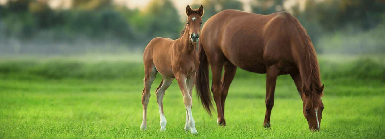 Essential Nutrition Guide - How to Feed a Lactating Broodmare