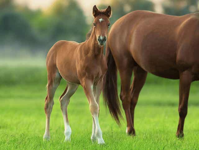 Essential Nutrition Guide on How to Feed the Lactating Broodmare