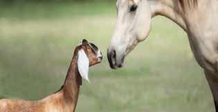 Feeding the Mixed Herd: Forage Options for Horses, Goats, Pigs, and More