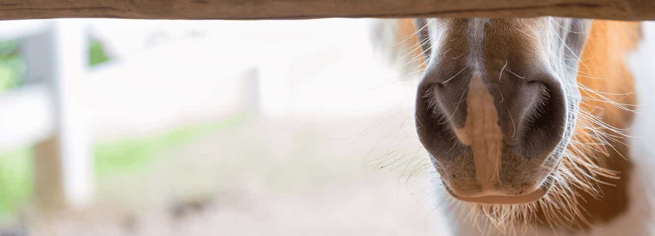 Maintain function of horse digestive systems with forage