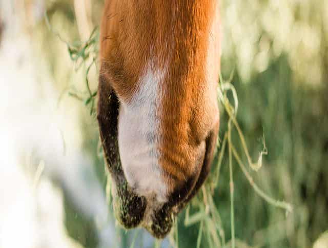 Close-up of horse chewing long-stem forage.