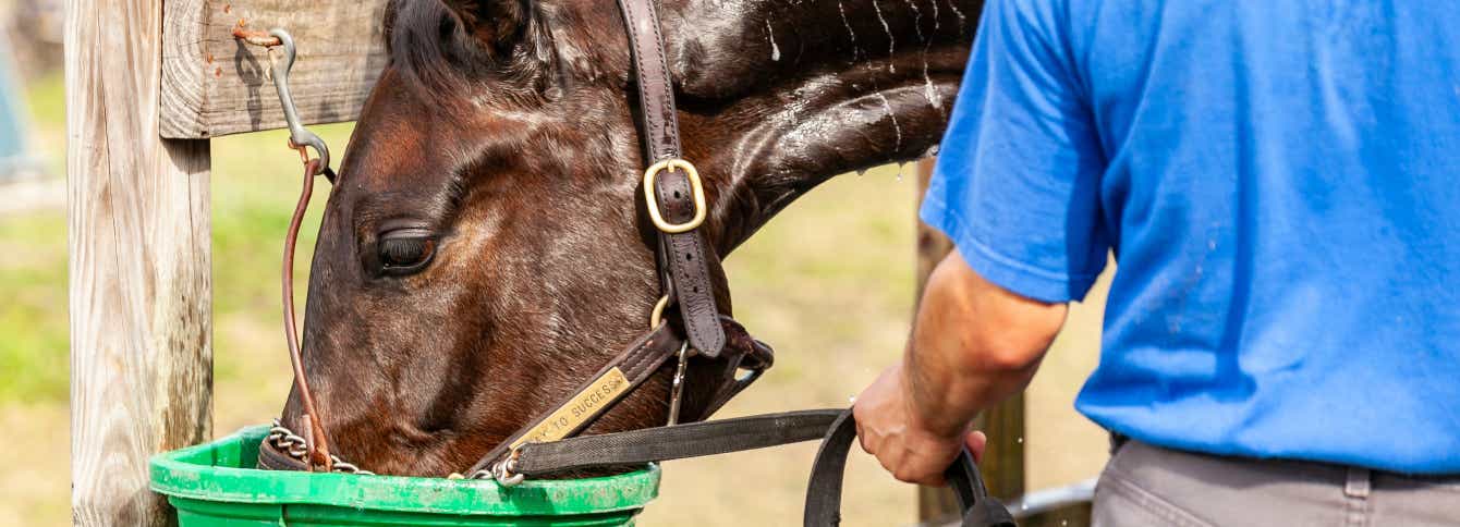Understanding Symptoms & Prevention of Heat Stress in Horses