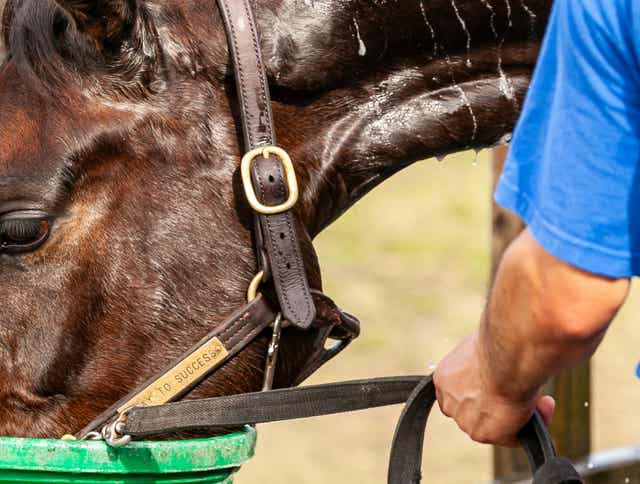 Heat Stress in Horses: Understanding Symptoms and Prevention
