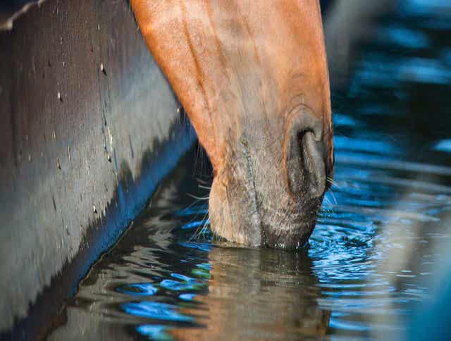 Fuel, Fiber, and Fluids: The Secret to Keeping Horses Hydrated