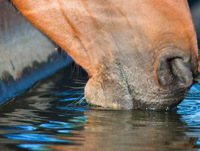 Fuel, Fiber, and Fluids: The Secret to Keeping Horses Hydrated