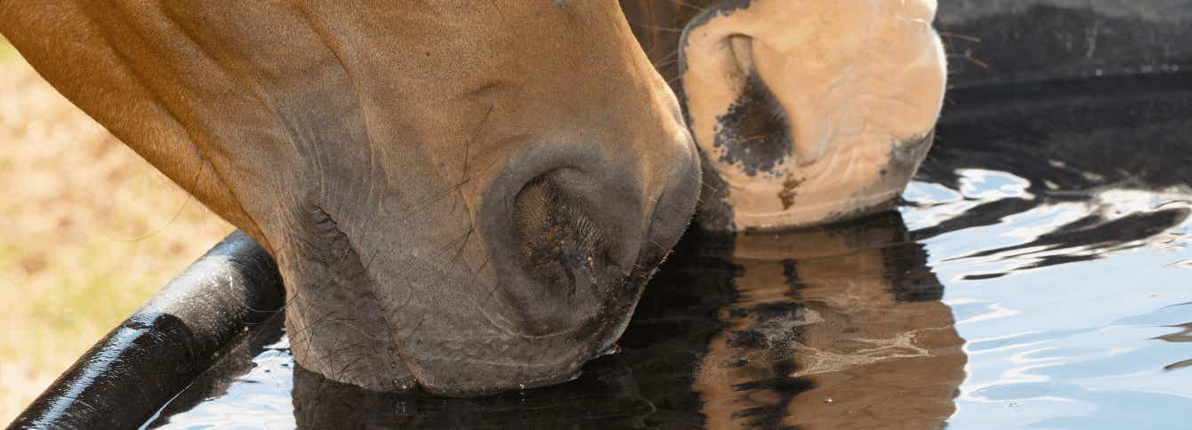 What about water when traveling with your horse?