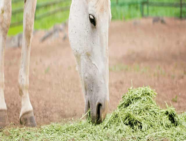 Consistent Nutrition and Forage Quality Defends Horses from Digestive Issues