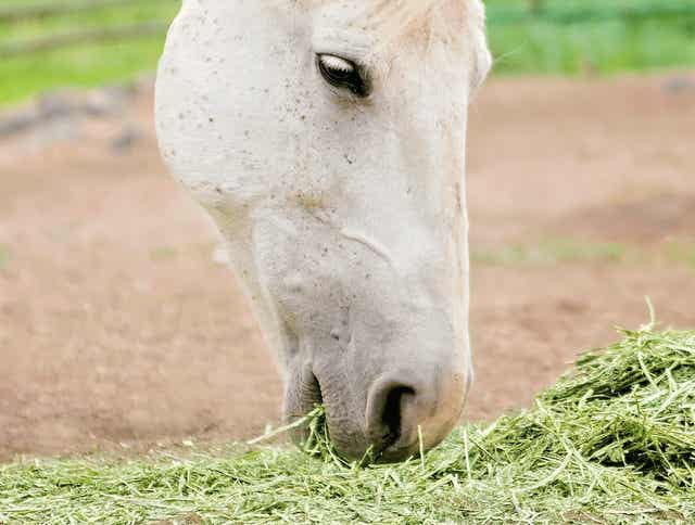 Consistent Nutrition and Forage Quality Defends Horses from Digestive Issues