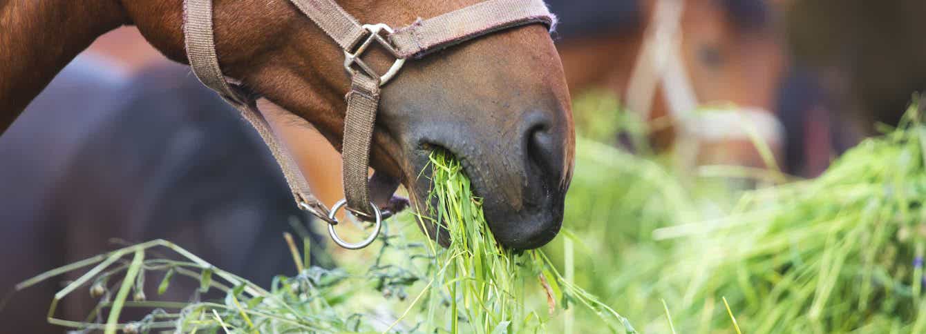 How Compressed Forage Bales Can Help Your Feeding Program