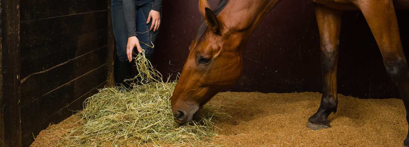 Guide to Standlee Grab & Go® and Compressed Bales for Horses