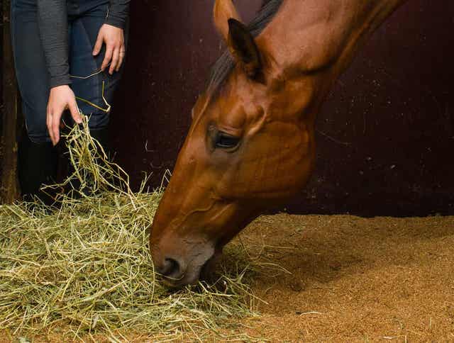 Maximizing Equine Nutrition: Your Guide to Standlee Grab & Go<sup>®</sup> and Compressed Bales