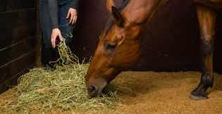 Maximizing Equine Nutrition: Your Guide to Standlee Grab & Go<sup>®</sup> and Compressed Bales