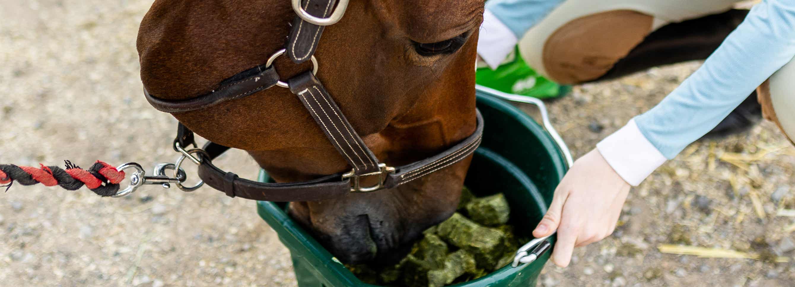 Horse eating forage cubes out of a bucket.