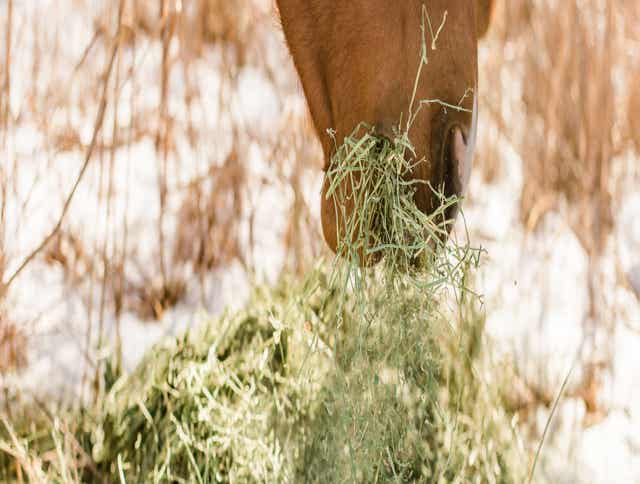 Selecting the Proper Forage for Your Horse