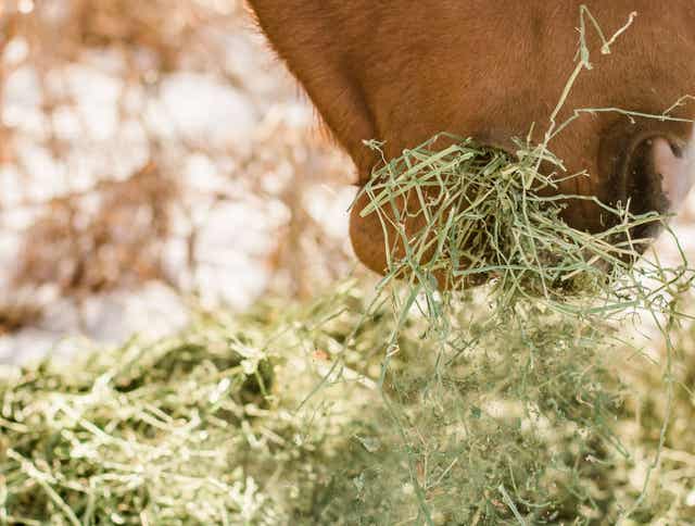 Selecting the Proper Forage for Your Horse