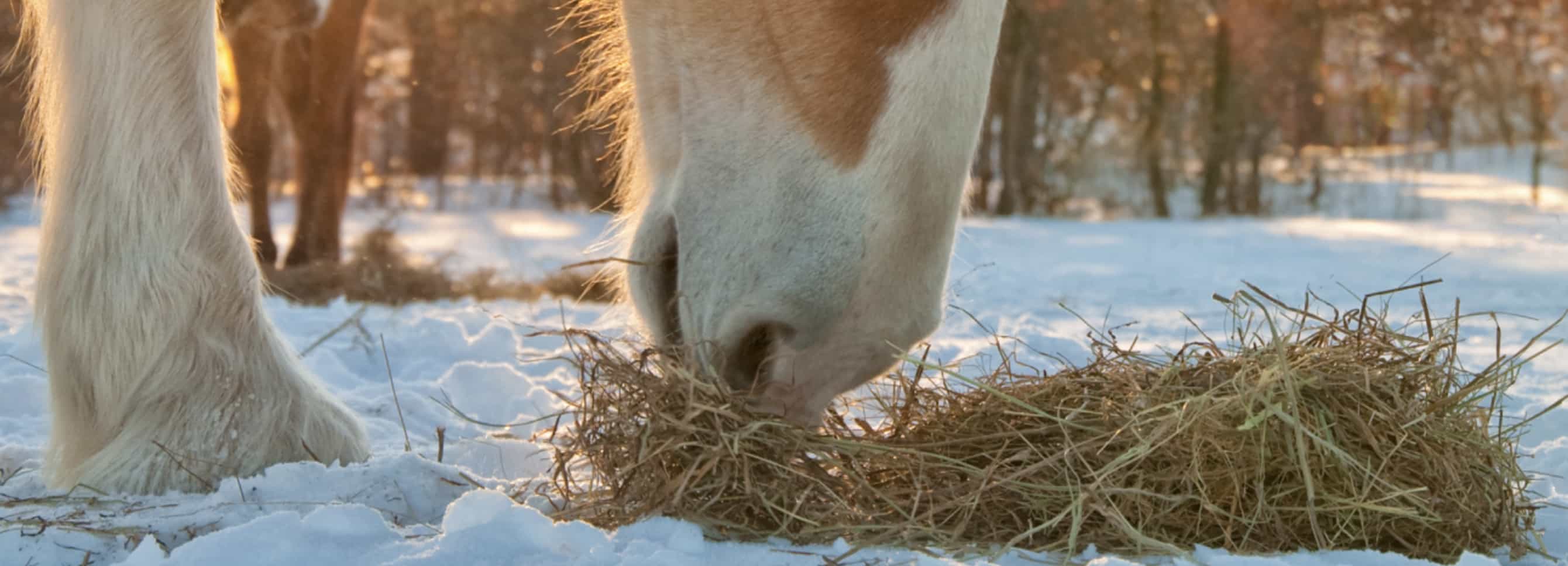 Common Misconceptions on Winter Horse Feeding Myths