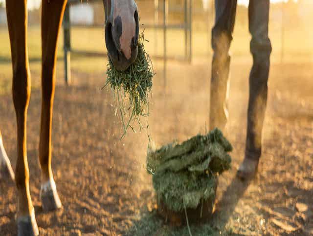 Horse eating forage bale.