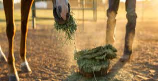 Providing Forage vs. Premium Forage: Why the Difference Matters for Your Horse