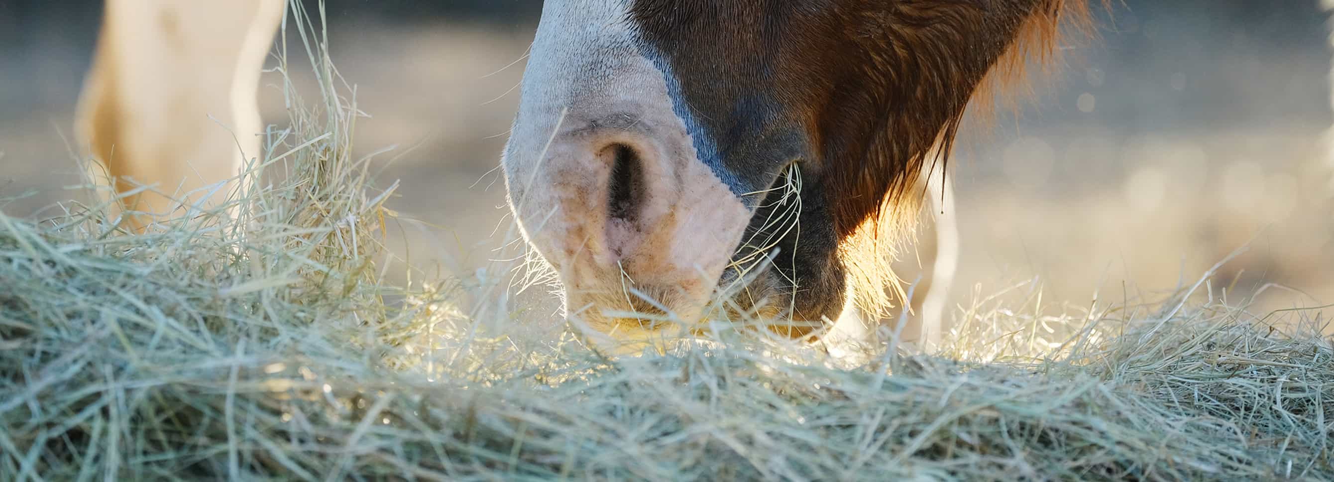 Horse eating teff grass.