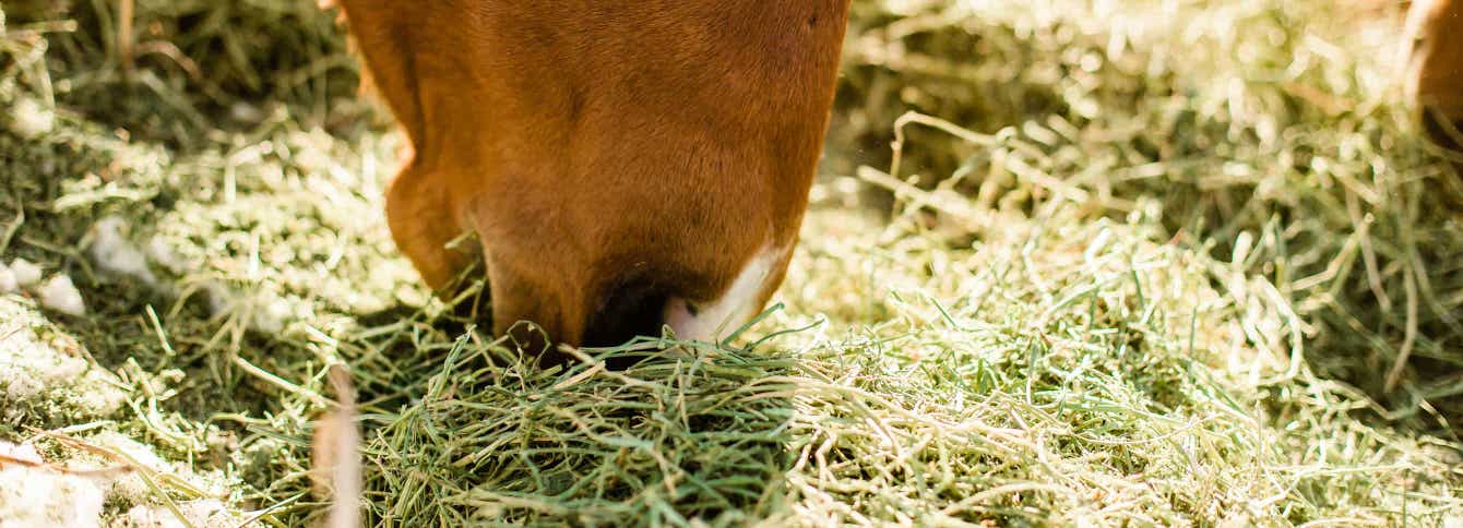 Leaky gut syndrome in horses and how to heal with nutrition.