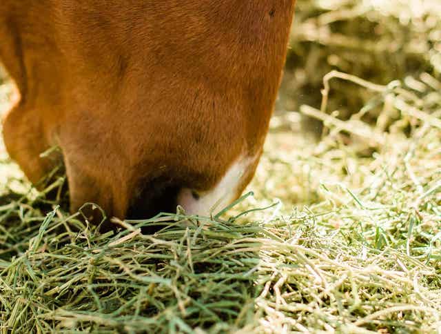 Leaky Gut Syndrome in Horses