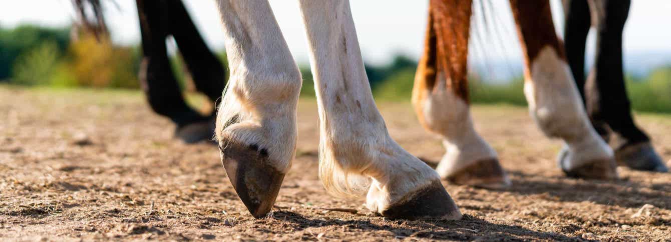 What is the difference between laminitis or founder for horses.