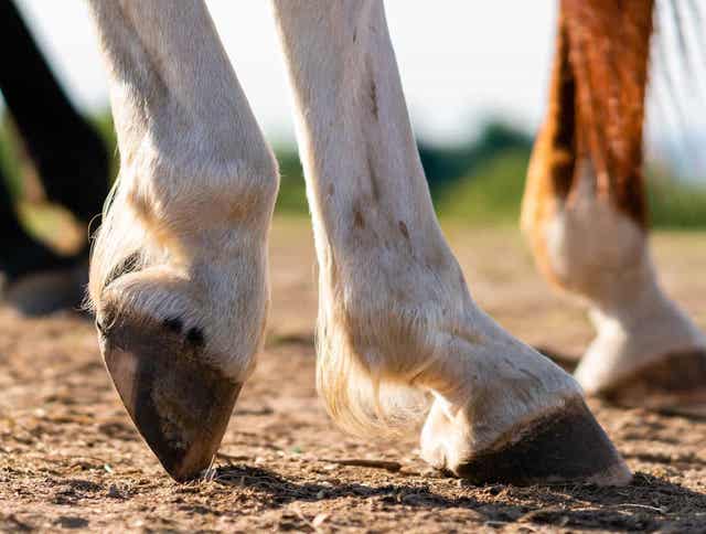 Laminitis or Founder – Which Is It?