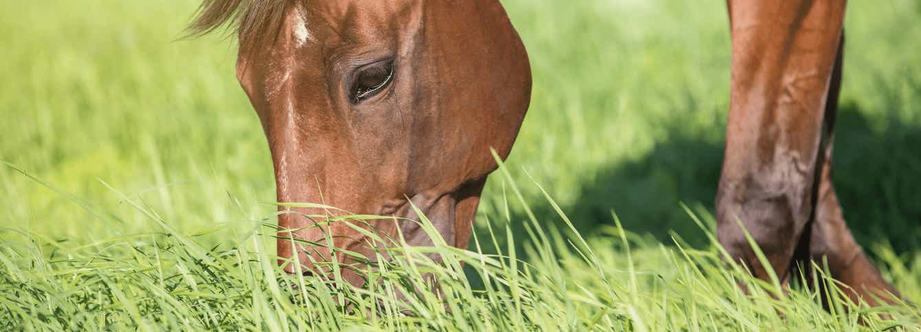 How Do I Feed My Horse - Managing Forage Part 3