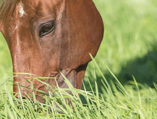 How Do I Feed My Horse? - Managing Forage Part 3