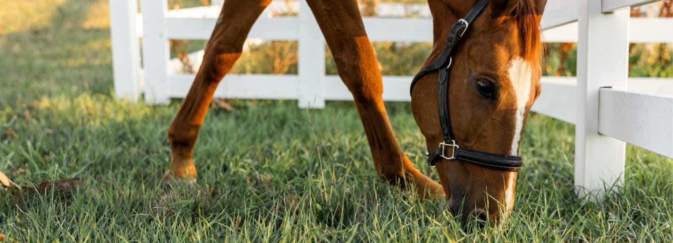 Preparing Your Horse For Spring Pasture